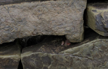 Walling Stone Product Type 